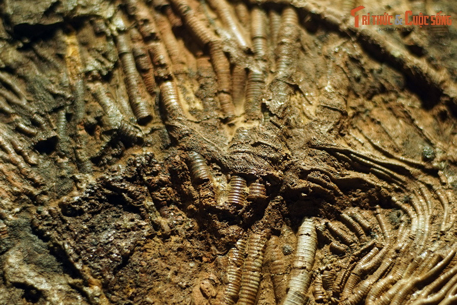 Có cả giả thuyết cho rằng những chiếc ốc vít trăm triệu năm tuổi này là món đồ lưu lạc của người ngoài hành tinh đến với Trái đất thuở xa xưa. Ảnh: Hóa thạch huệ biển phát hiện tại Erfoud, Morocco, tuổi Silur.