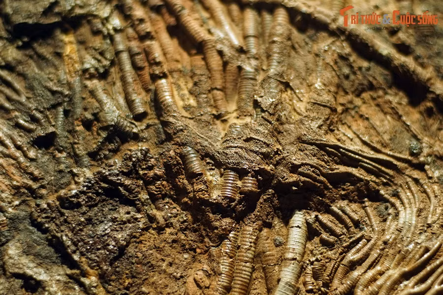 Có cả giả thuyết cho rằng những chiếc ốc vít trăm triệu năm tuổi này là món đồ lưu lạc của người ngoài hành tinh đến với Trái đất thuở xa xưa. Ảnh: Hóa thạch huệ biển phát hiện tại Erfoud, Morocco, tuổi Silur.