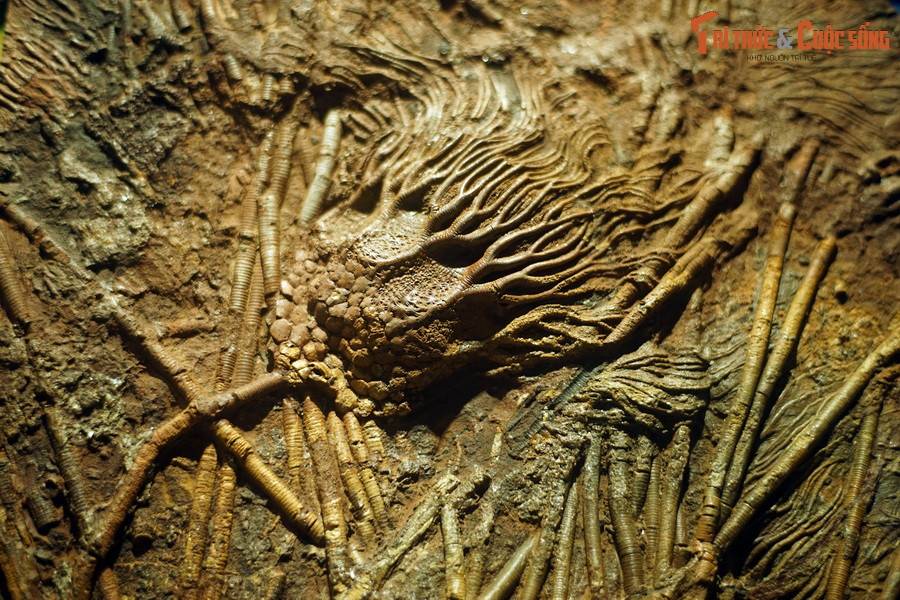 Đây là nhóm động vật sống ở đáy biển, hình dáng như một thân cây với các cành nhánh xoè rộng. Ảnh: Hóa thạch huệ biển phát hiện tại Erfoud, Morocco, tuổi Silur.
