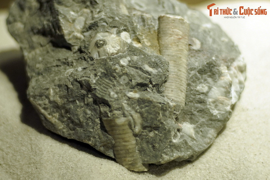 Vào cuối kỷ Permi phần lớn chúng bị tiêu diệt, trừ một họ sống qua Trias và phát triển tiếp thành những nhóm mới còn tồn tại đến ngày nay. Ảnh: Hóa thạch huệ biển sống ở kỷ Permi tìm thấy tại Hà Giang.