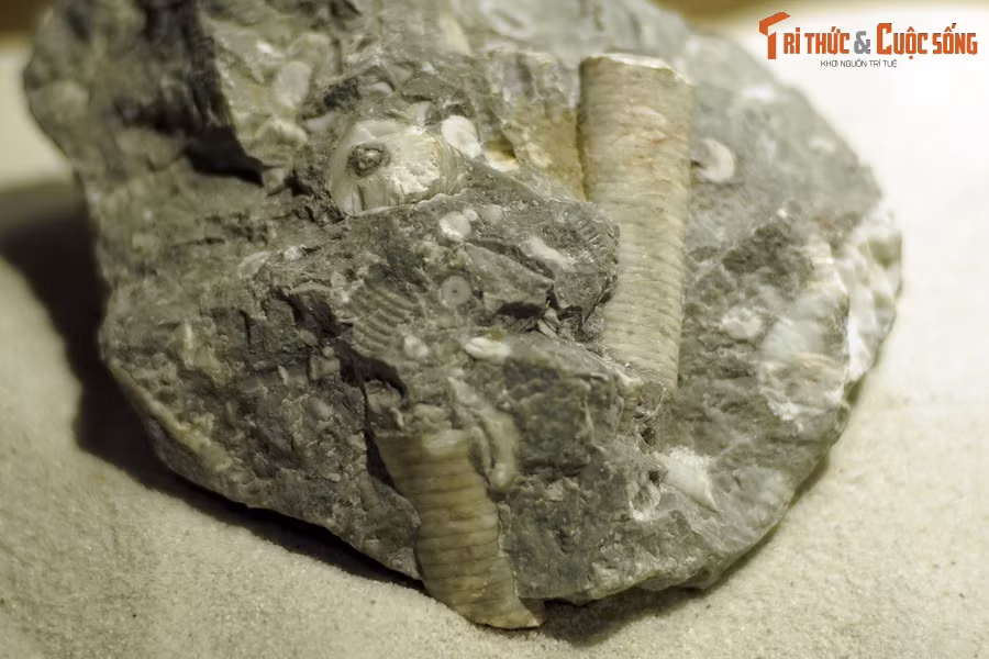 Vào cuối kỷ Permi phần lớn chúng bị tiêu diệt, trừ một họ sống qua Trias và phát triển tiếp thành những nhóm mới còn tồn tại đến ngày nay. Ảnh: Hóa thạch huệ biển sống ở kỷ Permi tìm thấy tại Hà Giang.