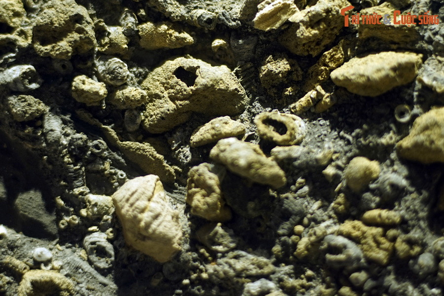 Từ “gốc cây” có nhiều “rễ” để bám vào đáy đá rắn. Các “cành lá” của chúng thực chất là bộ phận cơ thể có khả năng co lại vẫy nước để lọc mồi. Ảnh: Hóa thạch huệ biển tìm thấy ở Quảng Bình, tuổi Carbon sớm (358,9-323,2 triệu năm trước).