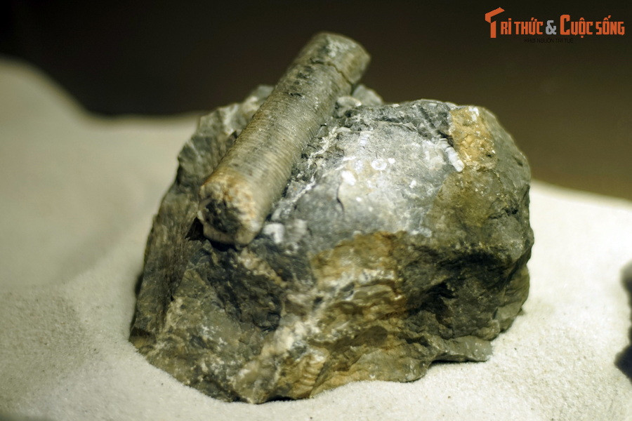 Những mẫu vật này gây tò mò vì có hình dạng giống hệt như chiếc ốc vít: dài và có nhiều rãnh nhìn giống như rãnh xoắn của ốc vít. Ảnh: Hóa thạch huệ biển sống ở kỷ Permi tìm thấy tại Hà Giang.