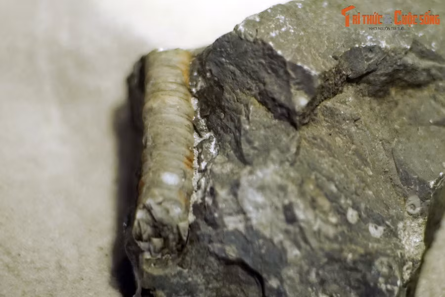 Thân của chúng phân đốt đều đặn, có khi cao tới vài ba mét. Ảnh: Hóa thạch huệ biển sống ở kỷ Permi tìm thấy tại Hà Giang.