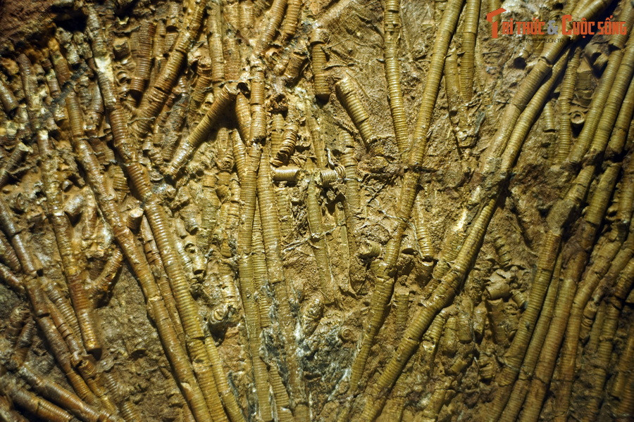 Hoá thạch thân huệ biển đã được tìm thấy ở nhiều nơi trên thế giới, gồm cả ở Việt Nam. Ảnh: Hóa thạch huệ biển phát hiện tại Erfoud, Morocco, tuổi Silur.