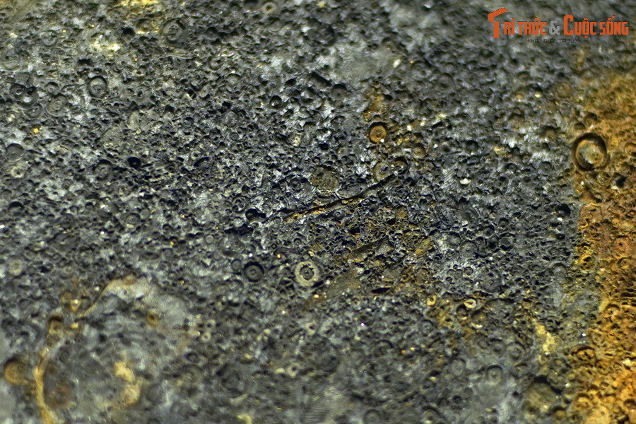 Hiện nay ở Vịnh Bắc Bộ còn có thể gặp hậu duệ của huệ biển cổ đại, tuy nhiên chúng không có thân như ở tổ tiên xa xưa nữa. Các nhà động vật học gọi chúng là huệ biển không cuống. Ảnh: Hóa thạch huệ biển tìm thấy ở Phong Điền, Thừa Thiên Huế, tuổi Carbon sớm (358,9-323,2 triệu năm trước).