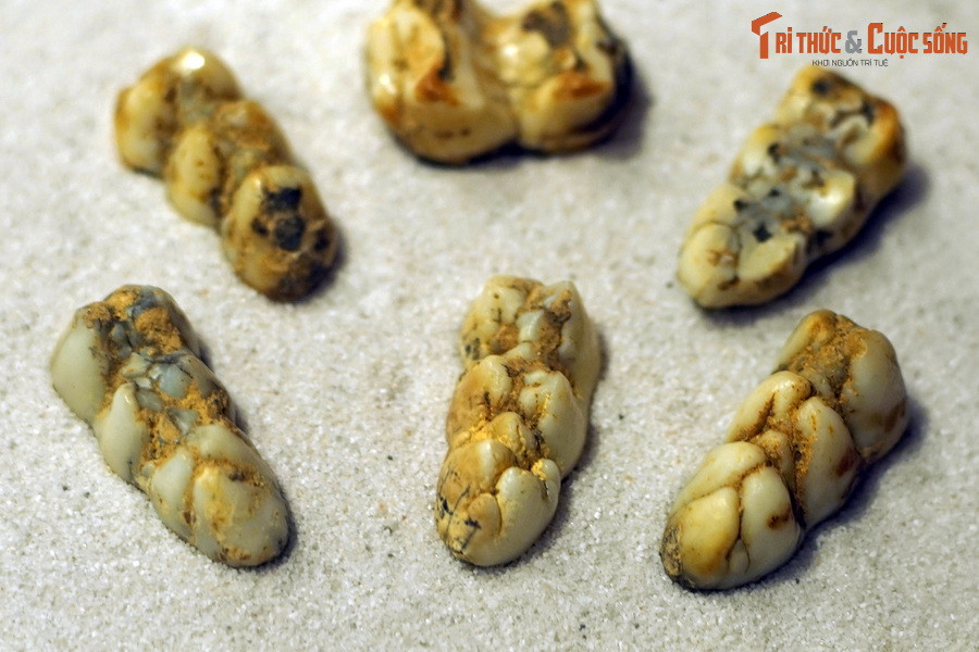 Hóa thạch răng lợn rừng (Sus scrofa), tìm thấy trong trầm tích hang động ở Điện Biên.