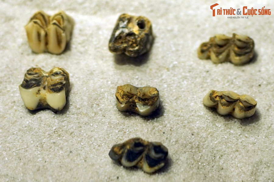 Trong số các loài thú đã được nhận dạng qua hóa thạch, nhiều loài có hậu duệ vẫn tồn tại trên mảnh đất hình chữ S đến ngày nay, như sơn dương, lợn rừng, mang đỏ, nhím, khỉ macaca... Ảnh: Hóa thạch răng mang đỏ (Muntiacus muntjak), tìm thấy trong trầm tích hang động ở Điện Biên.