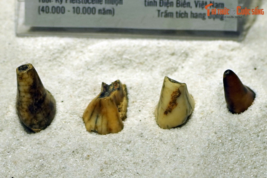 Trong chuỗi chọn lọc tự nhiên của sinh giới, động vật có vú được giao “nhiệm vụ” lấp đầy các hốc sinh thái do khủng long để lại sau cuộc tuyệt chủng hàng loạt của mình. Ảnh: Hóa thạch răng một loài gấu, tìm thấy trong trầm tích hang động ở Điện Biên.