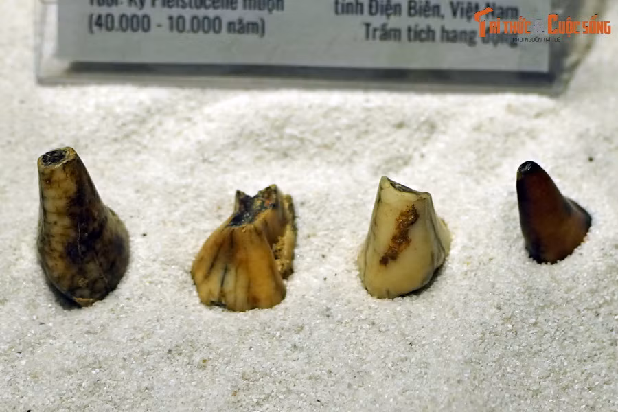 Trong chuỗi chọn lọc tự nhiên của sinh giới, động vật có vú được giao “nhiệm vụ” lấp đầy các hốc sinh thái do khủng long để lại sau cuộc tuyệt chủng hàng loạt của mình. Ảnh: Hóa thạch răng một loài gấu, tìm thấy trong trầm tích hang động ở Điện Biên.