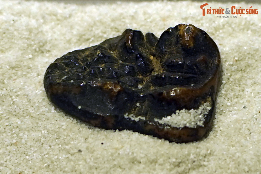 Theo tư liệu hóa thạch, động vật có vú xuất hiện từ kỷ Tam Điệp. Trong suốt 200 triệu năm của đại Trung sinh, chúng phân bố rải rác và luôn phải trốn tránh sự săn đuổi của khủng long. Ảnh: Hóa thạch răng gấu trúc (Ailuropoda melanoleuca), tìm thấy trong trầm tích hang động ở Điện Biên.