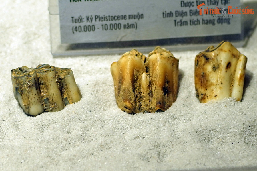 Hóa thạch răng Sơn Dương (Capricornis milneedwardsii), tìm thấy trong trầm tích hang động ở Điện Biên.