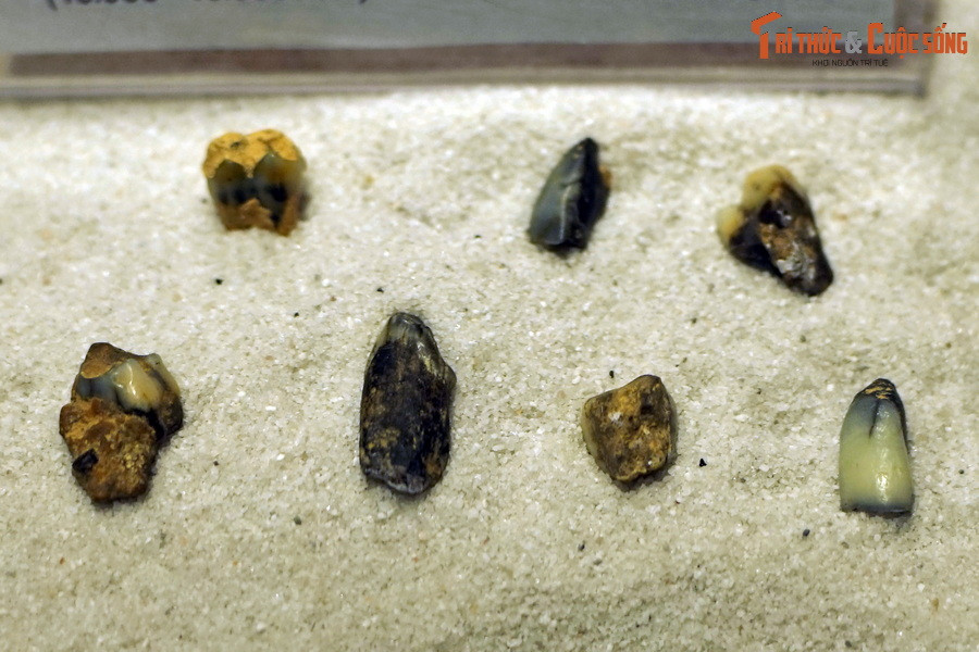 Ngay sau cuộc tuyệt chủng Phấn Trắng – Cổ Cận, động vật có vú đã phát triển nhanh chóng, đa dạng hơn và chiếm lĩnh vai trò thống soái trên lục địa. Ảnh: Hóa thạch răng một loài khỉ Macaca, tìm thấy trong trầm tích hang động ở Điện Biên.