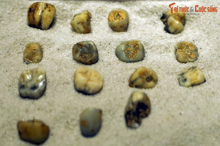 Một số loài đã tuyệt chủng ở Việt Nam từ rất lâu như gấu trúc, đười ươi. Ảnh: Hóa thạch răng đười ươi Bornean (Pongo pygmaeus), tìm thấy tại Điện Biên.