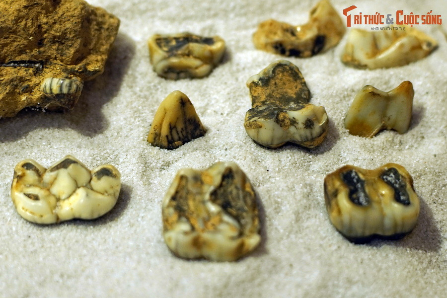 Đáng buồn nhất là có những loài mới chỉ biến mất hoàn toàn ở Việt Nam trong những thập niên gần đây như tê giác và lợn vòi. Hóa thạch răng lợn vòi (Tapirus indicus), tìm thấy trong trầm tích hang động ở Điện Biên.