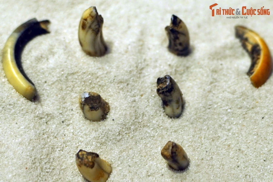 Hóa thạch răng nhím lông (chi Hystrix), tìm thấy trong trầm tích hang động ở Điện Biên.