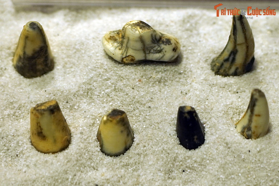 Ngược dòng thời gian, sự kết thúc của kỷ Phấn Trắng cách đây 66 triệu năm đã đánh dấu sự khởi đầu của một kỷ nguyên hoàn toàn mới, với sự trỗi dậy của động vật có vú (Mammalia). Ảnh: Hóa thạch răng báo hoa mai (Panthera pardus), tìm thấy trong trầm tích hang động ở Điện Biên.