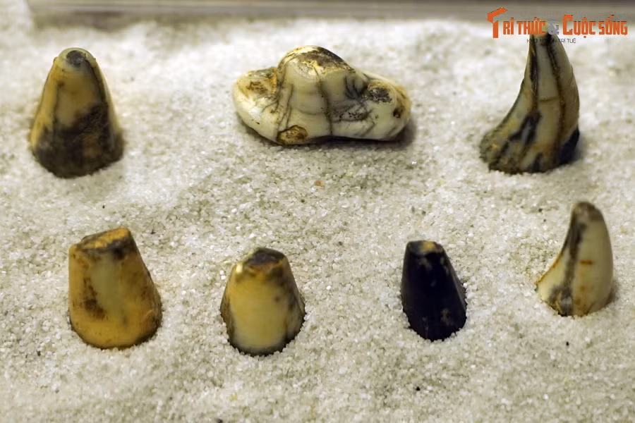 Ngược dòng thời gian, sự kết thúc của kỷ Phấn Trắng cách đây 66 triệu năm đã đánh dấu sự khởi đầu của một kỷ nguyên hoàn toàn mới, với sự trỗi dậy của động vật có vú (Mammalia). Ảnh: Hóa thạch răng báo hoa mai (Panthera pardus), tìm thấy trong trầm tích hang động ở Điện Biên.