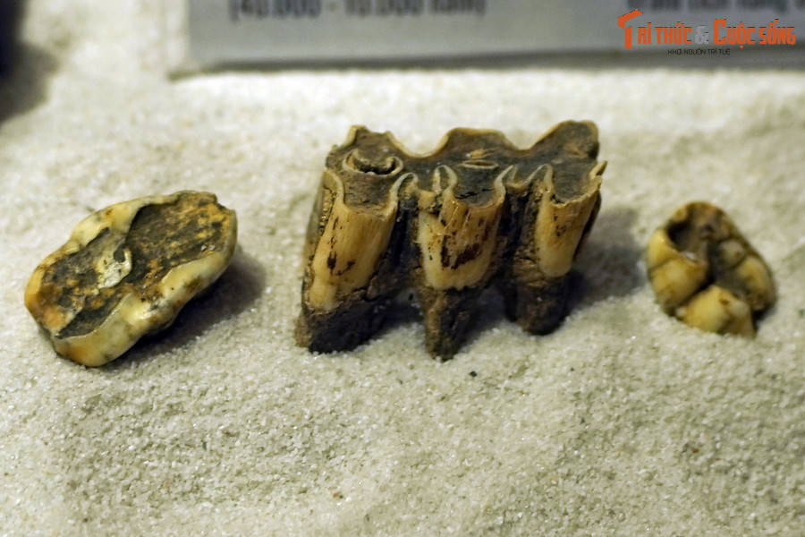 Ngoài ra, cũng phải kể đến những loài nguy cấp, có nguy cơ tuyệt chủng ở nước ta nếu không có các biện pháp bảo vệ hữu hiệu, như gấu chó, gấu ngựa, báo hoa mai... Ảnh: Hóa thạch răng gấu chó (Ursus malayanus), tìm thấy trong trầm tích hang động ở Điện Biên.