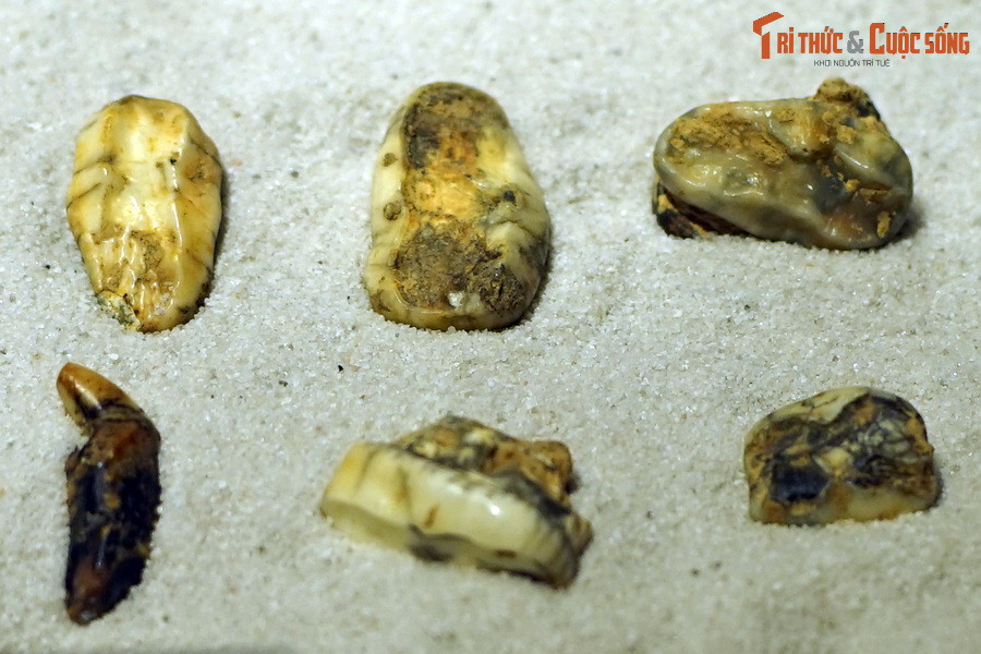 Tại Việt Nam, rất nhiều hóa thạch của các loài thú có vú đã được phát hiện, trong đó Điện Biên là địa phương có nhiều hóa thạch răng tuổi Pleistocene muộn (khoảng 40.000 đến 8.000 năm trước) phát lộ trong hang động. Ảnh: Hóa thạch răng gấu ngựa (Ursus thibetanus), tìm thấy trong trầm tích hang động ở Điện Biên.