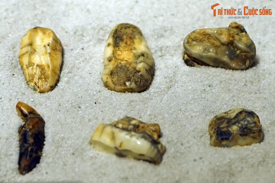 Tại Việt Nam, rất nhiều hóa thạch của các loài thú có vú đã được phát hiện, trong đó Điện Biên là địa phương có nhiều hóa thạch răng tuổi Pleistocene muộn (khoảng 40.000 đến 8.000 năm trước) phát lộ trong hang động. Ảnh: Hóa thạch răng gấu ngựa (Ursus thibetanus), tìm thấy trong trầm tích hang động ở Điện Biên.