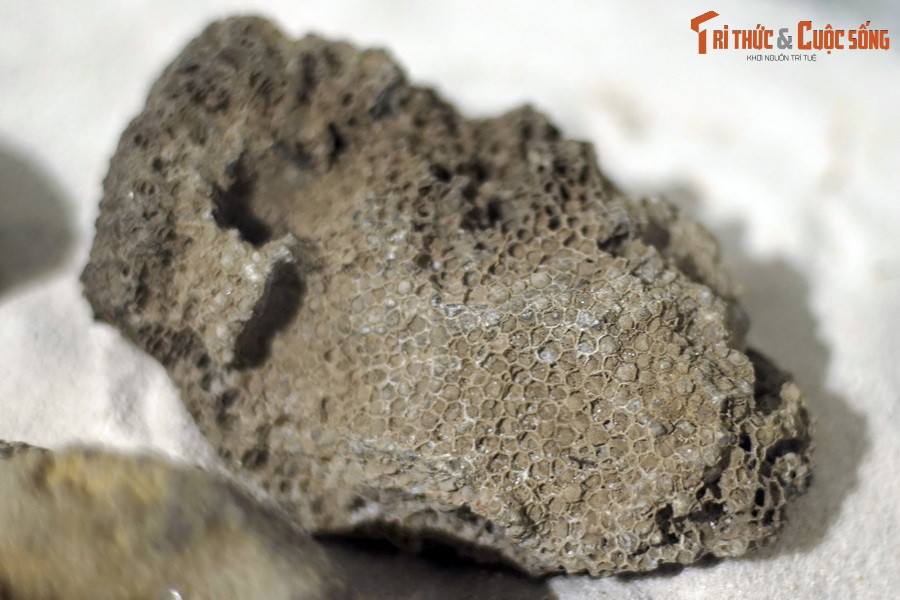 Theo tài liệu của Bảo tàng Hóa thạch Hà Nội, san hô đã trải qua một quá trình tiến hóa lâu dài với những dấu vết hóa thạch đơn giản trong kỷ Cambri. Ảnh: Hóa thạch san hô vách đáy, kỷ Devon (419-393 triệu năm trước), tìm thấy tại Tràng Xá, Võ Nhai, Thái Nguyên.