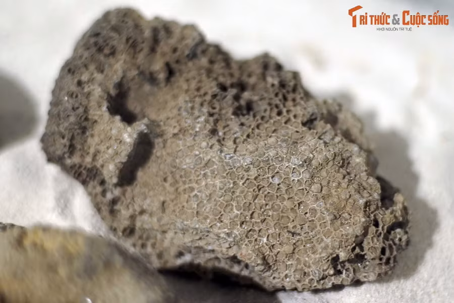 Theo tài liệu của Bảo tàng Hóa thạch Hà Nội, san hô đã trải qua một quá trình tiến hóa lâu dài với những dấu vết hóa thạch đơn giản trong kỷ Cambri. Ảnh: Hóa thạch san hô vách đáy, kỷ Devon (419-393 triệu năm trước), tìm thấy tại Tràng Xá, Võ Nhai, Thái Nguyên.