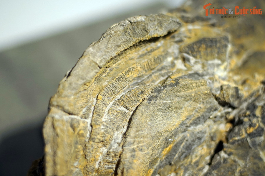 Những khám phá này cho thấy, một vùng đồi núi rộng lớn ở miền Bắc Việt Nam trong quá khứ từng là đáy biển, qua các quá trình vận động địa chất kéo dài mới có diện mạo như ngày nay. Ảnh: Hóa thạch san hô vách đáy hình tổ ong, kỷ Devon (419-393 triệu năm trước), tìm thấy tại Tràng Xá, Võ Nhai, Thái Nguyên.