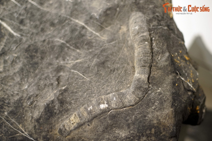 Với những giá trị khoa học đặc biệt, bộ sưu tập hóa thạch san hô cổ đại đã được Bảo tàng lập hồ sơ đề xuất công nhận là Bảo vật quốc gia Việt Nam. Ảnh: Hóa thạch san hô vách đáy, kỷ Devon (419-393 triệu năm trước), tìm thấy tại Bản Nhuần, Quảng Chu, Chợ Mới, Bắc Kạn.