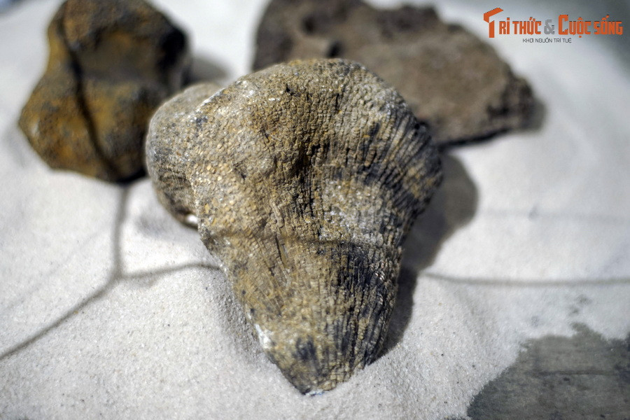 Từ các hóa thạch san hô cổ đại, các chuyên gia đã xác định được ba phân lớp đã tuyệt chủng, gồm san hô Bốn tia (Tetracorallia), san hô Vách đáy (Tabulata) và san hô Mặt trời (Heliolitoidea). Ảnh: Hóa thạch san hô vách đáy, kỷ Devon (419-393 triệu năm trước), tìm thấy tại Tràng Xá, Võ Nhai, Thái Nguyên.