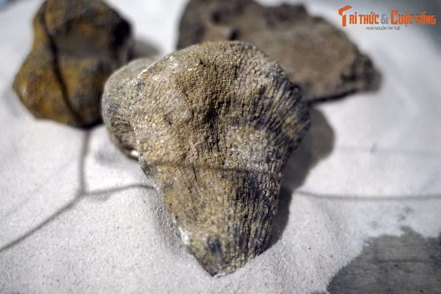 Từ các hóa thạch san hô cổ đại, các chuyên gia đã xác định được ba phân lớp đã tuyệt chủng, gồm san hô Bốn tia (Tetracorallia), san hô Vách đáy (Tabulata) và san hô Mặt trời (Heliolitoidea). Ảnh: Hóa thạch san hô vách đáy, kỷ Devon (419-393 triệu năm trước), tìm thấy tại Tràng Xá, Võ Nhai, Thái Nguyên.