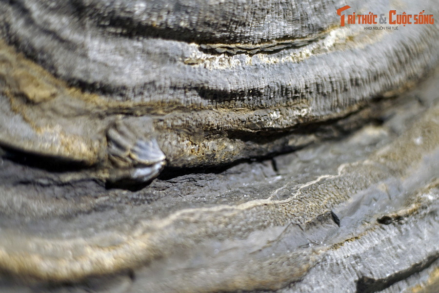 Giai đoạn phát triển thịnh vượng nhất của san hô cổ đại là kỷ Devon (cách đây khoảng 419–358 triệu năm), khi môi trường nước biển thuận lợi để hình thành những quần thể san hô lớn. Ảnh: Hóa thạch san hô vách đáy, kỷ Devon sớm (419-393 triệu năm trước), tìm thấy tại Tràng Xá, Võ Nhai, Thái Nguyên.