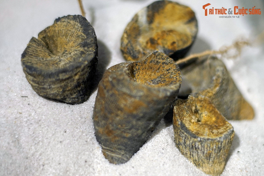 Các mẫu vật hóa thạch của cả ba lớp san hô này đã được phát hiện tại Việt Nam và có mặt trong bộ sưu tầm quý giá của Bảo tàng Hóa thạch Hà Nội. Ảnh: Hóa thạch san hô bốn tia dạng sừng, kỷ Devon (419-393 triệu năm trước).