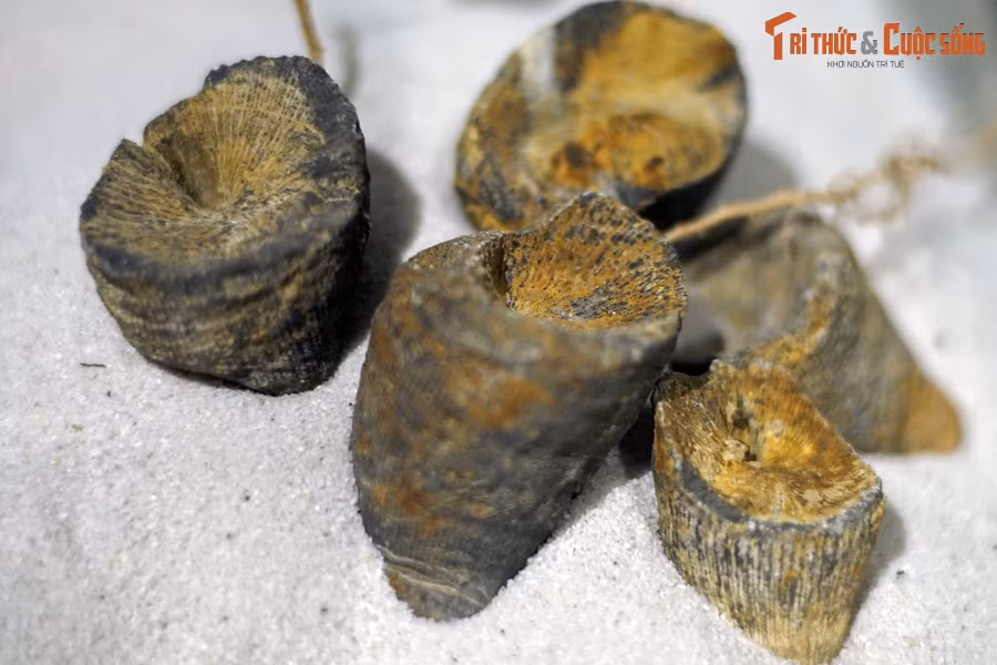 Các mẫu vật hóa thạch của cả ba lớp san hô này đã được phát hiện tại Việt Nam và có mặt trong bộ sưu tầm quý giá của Bảo tàng Hóa thạch Hà Nội. Ảnh: Hóa thạch san hô bốn tia dạng sừng, kỷ Devon (419-393 triệu năm trước).