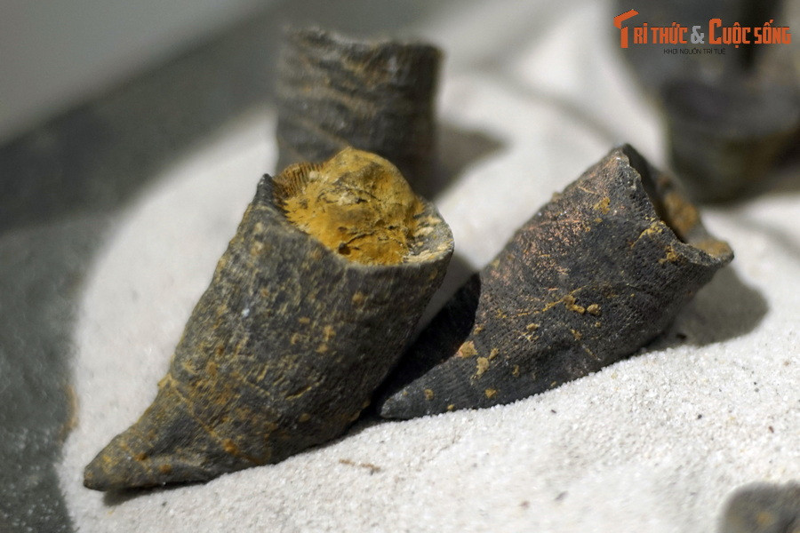 Các rạn san hô phong phú bắt đầu phát triển từ kỷ Ordovic (cách đây khoảng 485–443 triệu năm). Ảnh: Hóa thạch san hô bốn tia dạng sừng, kỷ Devon (419-393 triệu năm trước).