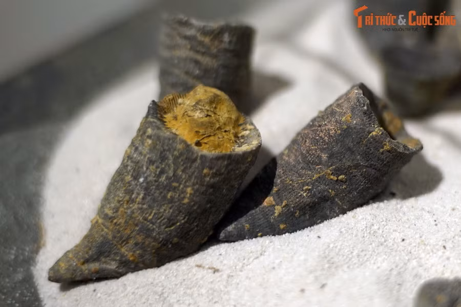 Các rạn san hô phong phú bắt đầu phát triển từ kỷ Ordovic (cách đây khoảng 485–443 triệu năm). Ảnh: Hóa thạch san hô bốn tia dạng sừng, kỷ Devon (419-393 triệu năm trước).