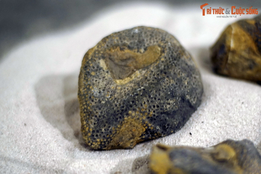 Một số mẫu hóa thạch san hô đã được Bảo tàng Hóa thạch Hà Nội thu thập, lưu giữ, và trưng bày phục vụ nhu cầu tham quan, học tập và nghiên cứu của cộng đồng. Ảnh: Hóa thạch san hô mặt trời, kỷ Devon (419-393 triệu năm trước).