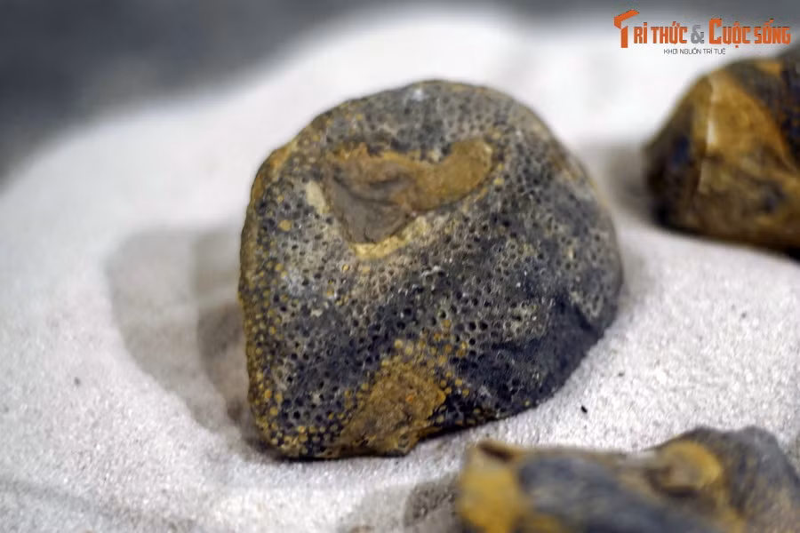 Một số mẫu hóa thạch san hô đã được Bảo tàng Hóa thạch Hà Nội thu thập, lưu giữ, và trưng bày phục vụ nhu cầu tham quan, học tập và nghiên cứu của cộng đồng. Ảnh: Hóa thạch san hô mặt trời, kỷ Devon (419-393 triệu năm trước).