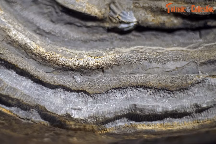 Tại một số núi đá ở các tỉnh vùng núi phía Bắc Việt Nam, các nhà khoa học đã tìm thấy nhiều mẫu vật hóa thạch của các loài san hô có niên đại hàng trăm triệu năm. Ảnh: Hóa thạch san hô vách đáy, kỷ Devon (419-393 triệu năm trước), tìm thấy tại Tràng Xá, Võ Nhai, Thái Nguyên, hiện vật của Bảo tàng Hóa thạch Hà Nội.