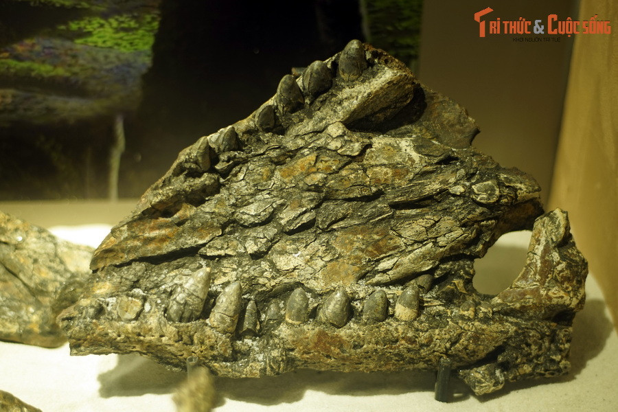 Các hóa thạch này tập trung ở các lớp trầm tích dày khoảng 22 – 25 mét, gồm bột sét, sét than, phiến sét than. Đây là phần chứa than nâu chất lượng cao của mỏ than Na Dương. Ảnh: Hóa thạch hàm cá sấu Na Dương.