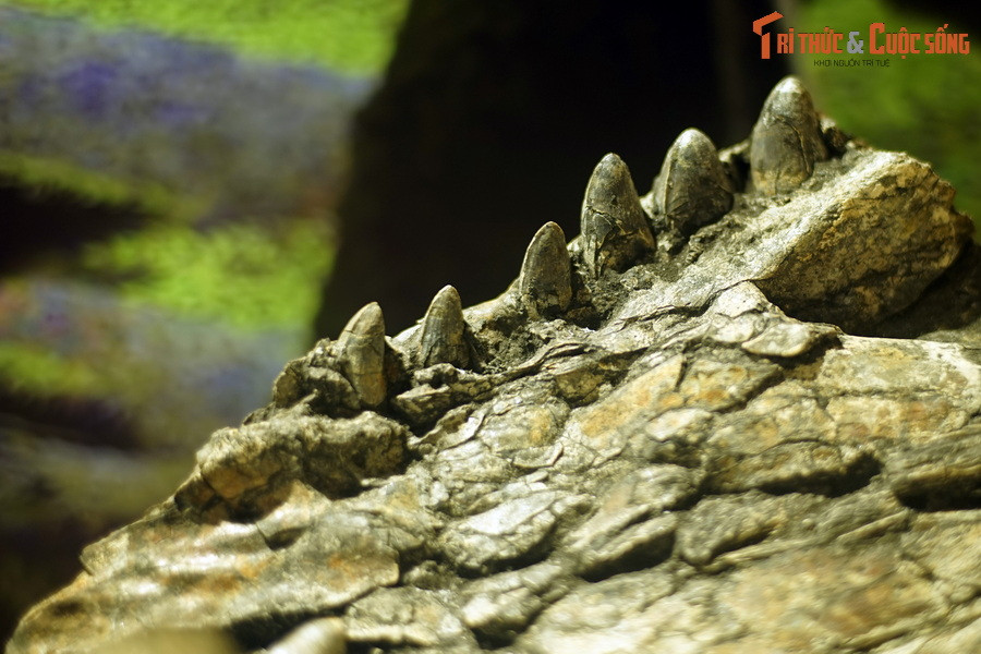 Sự suy giảm mạnh của loài cá sấu này đến từ nhiều nguyên nhân, bao gồm cả săn bắn quá nhiều, thu gom trứng để tiêu thụ, đánh bắt để phục vụ cho y học cổ truyền và giết hại bởi ngư dân. Ảnh: Hóa thạch hàm cá sấu Na Dương.