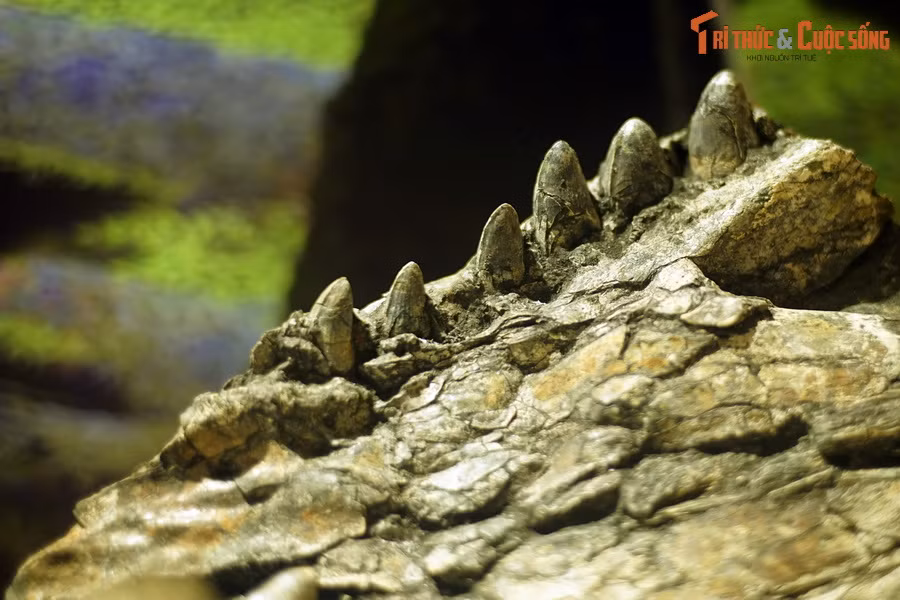 Sự suy giảm mạnh của loài cá sấu này đến từ nhiều nguyên nhân, bao gồm cả săn bắn quá nhiều, thu gom trứng để tiêu thụ, đánh bắt để phục vụ cho y học cổ truyền và giết hại bởi ngư dân. Ảnh: Hóa thạch hàm cá sấu Na Dương.