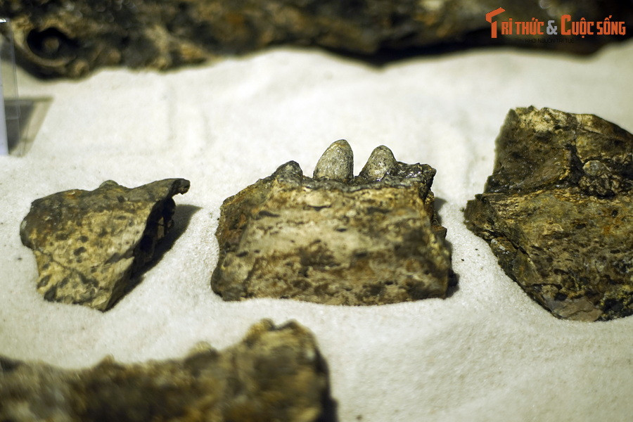 Ngày nay, cá sấu Gharial vẫn còn tồn tại ở Ấn Độ và nepal. Đây là một trong những loài cá sấu lớn nhất còn sinh tồn, con trưởng thành trung bình dài từ 3,5-4,5 mét, con lớn nhất dài 6,25 mét. Ảnh: Hóa thạch hàm cá sấu Na Dương.