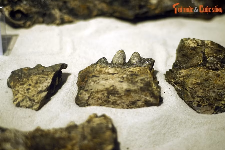 Ngày nay, cá sấu Gharial vẫn còn tồn tại ở Ấn Độ và nepal. Đây là một trong những loài cá sấu lớn nhất còn sinh tồn, con trưởng thành trung bình dài từ 3,5-4,5 mét, con lớn nhất dài 6,25 mét. Ảnh: Hóa thạch hàm cá sấu Na Dương.