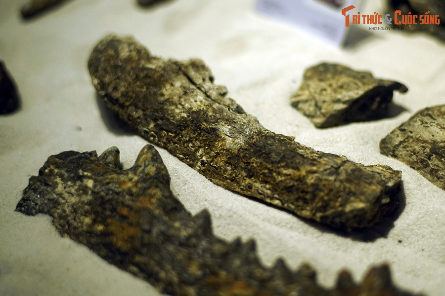 Trong sách đỏ IUCN, cá sấu Gharial được xếp vào nhóm loài Cực kỳ nguy cấp. Ảnh: Hóa thạch hàm cá sấu Na Dương.