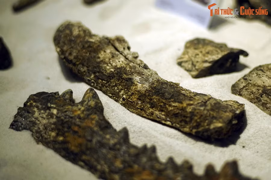 Trong sách đỏ IUCN, cá sấu Gharial được xếp vào nhóm loài Cực kỳ nguy cấp. Ảnh: Hóa thạch hàm cá sấu Na Dương.