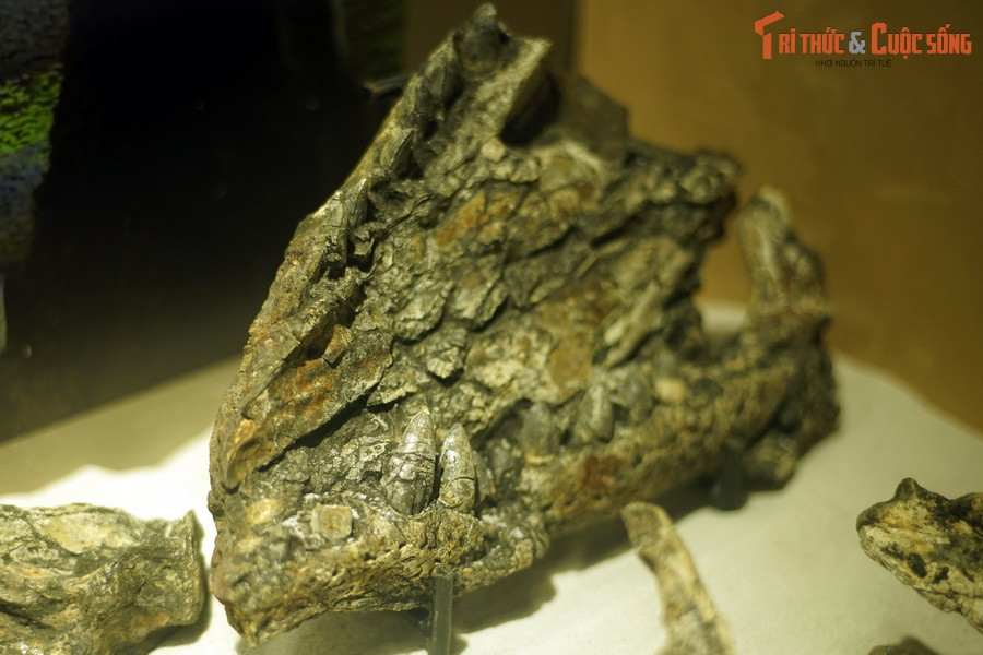 Trong nửa cuối thế kỷ 20, số lượng cá sấu Gharial đã suy giảm 96-98%, chỉ còn ít hơn 235 cá thể vào thời điểm năm 2006. Ảnh: Hóa thạch hàm cá sấu Na Dương.