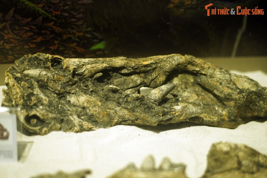 Theo các nhà khoa học, hàng chục triệu năm trước, khu vực mỏ than Na Dương là một khu rừng mưa nhiệt đới có địa hình đầm lầy ẩm ướt. Đây là môi trường sống lý tưởng cho loài cá sấu sinh tồn và phát triển. Ảnh: Hóa thạch hàm cá sấu Na Dương.