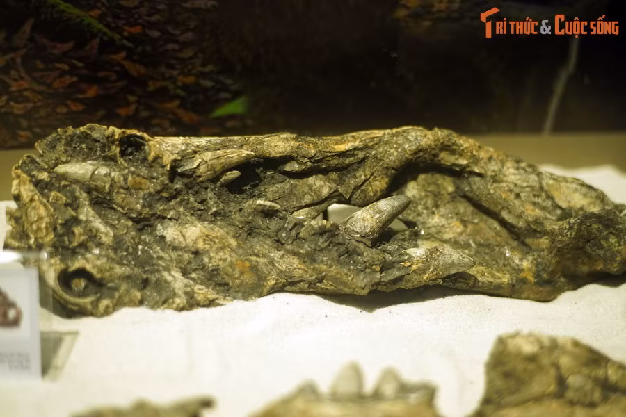 Theo các nhà khoa học, hàng chục triệu năm trước, khu vực mỏ than Na Dương là một khu rừng mưa nhiệt đới có địa hình đầm lầy ẩm ướt. Đây là môi trường sống lý tưởng cho loài cá sấu sinh tồn và phát triển. Ảnh: Hóa thạch hàm cá sấu Na Dương.