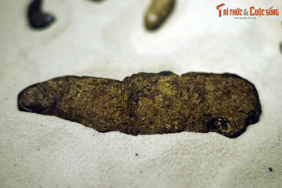 Những năm sau này, tại vùng trũng Na Dương, cùng với các chuyên gia, Bảo tàng Hóa thạch Hà Nội cũng đã thu thập được nhiều mẫu hóa thạch cá sấu cổ đại gồm răng, xương và cả phân cá sấu. Ảnh: Hóa thạch phân cá sấu Na Dương.